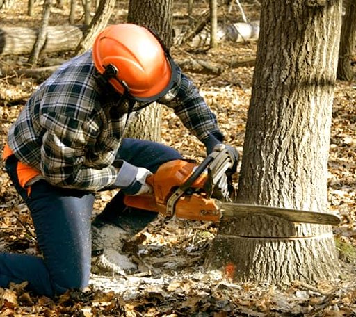 Tree Removal in Sunnyvale, TX